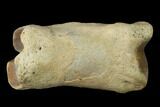 Fossil Rhino (Teleoceras) Metatarsal - Kansas #136433-2